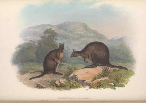 Reproducción/Reproduction 36559190880: The mammals of Australia.. London,Printed by Taylor and Francis, pub. by the author,1863.