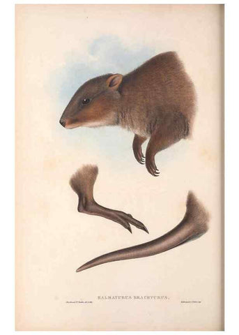 Reproducción/Reproduction 36784304522: The mammals of Australia.. London,Printed by Taylor and Francis, pub. by the author,1863.