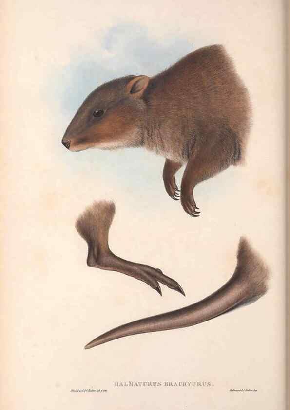 Reproducción/Reproduction 36784304522: The mammals of Australia.. London,Printed by Taylor and Francis, pub. by the author,1863.