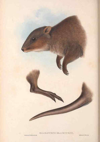 Reproducción/Reproduction 36784304522: The mammals of Australia.. London,Printed by Taylor and Francis, pub. by the author,1863.