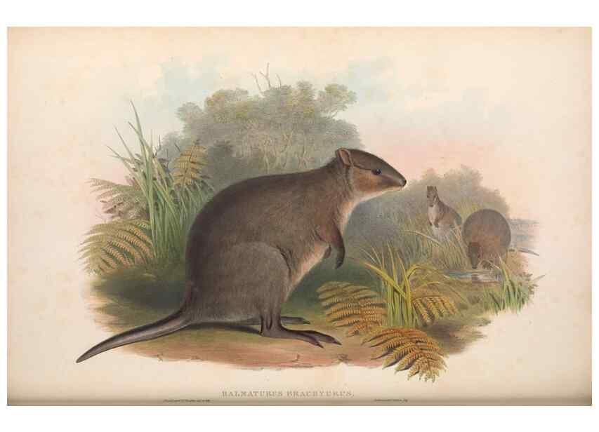 Reproducción/Reproduction 36784306222: The mammals of Australia.. London,Printed by Taylor and Francis, pub. by the author,1863.