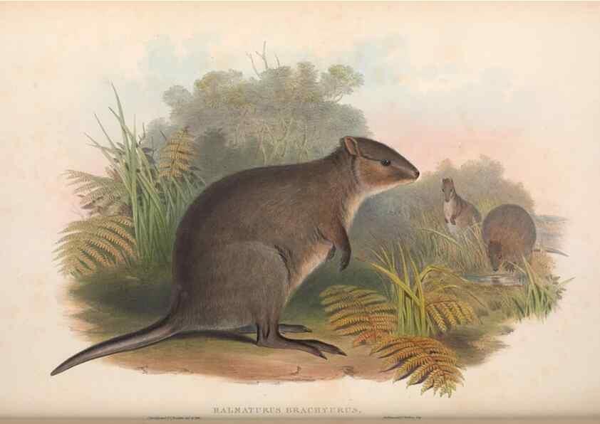 Reproducción/Reproduction 36784306222: The mammals of Australia.. London,Printed by Taylor and Francis, pub. by the author,1863.