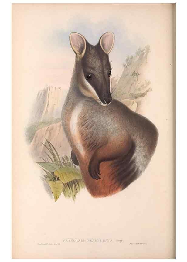 Reproducción/Reproduction 36784308072: The mammals of Australia.. London,Printed by Taylor and Francis, pub. by the author,1863.