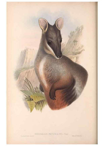 Reproducción/Reproduction 36784308072: The mammals of Australia.. London,Printed by Taylor and Francis, pub. by the author,1863.
