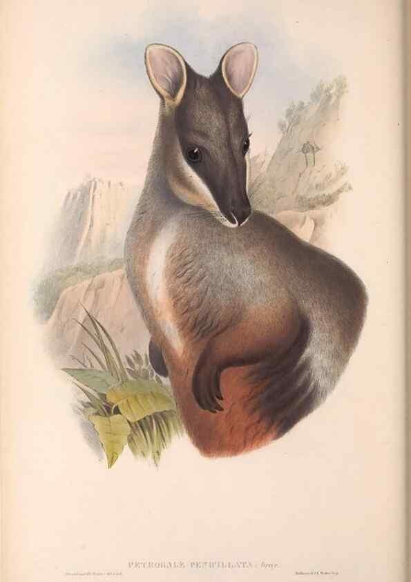 Reproducción/Reproduction 36784308072: The mammals of Australia.. London,Printed by Taylor and Francis, pub. by the author,1863.