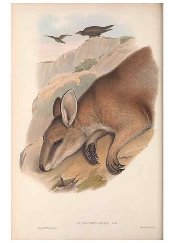 Reproducción/Reproduction 36559164620: The mammals of Australia.. London,Printed by Taylor and Francis, pub. by the author,1863.