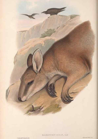Reproducción/Reproduction 36559164620: The mammals of Australia.. London,Printed by Taylor and Francis, pub. by the author,1863.