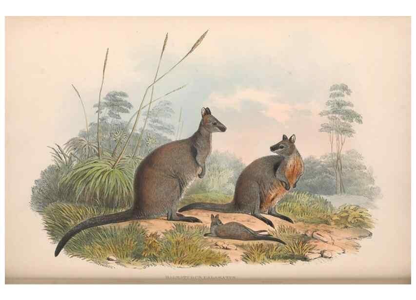 Reproducción/Reproduction 36559161950: The mammals of Australia.. London,Printed by Taylor and Francis, pub. by the author,1863.