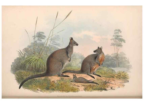 Reproducción/Reproduction 36559161950: The mammals of Australia.. London,Printed by Taylor and Francis, pub. by the author,1863.