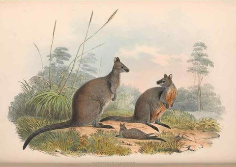 Reproducción/Reproduction 36559161950: The mammals of Australia.. London,Printed by Taylor and Francis, pub. by the author,1863.