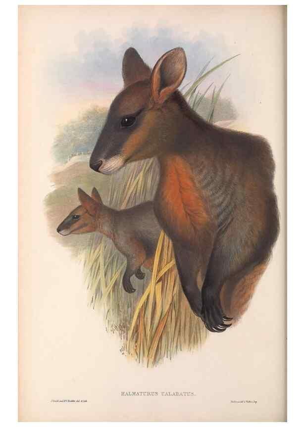 Reproducción/Reproduction 36559159040: The mammals of Australia.. London,Printed by Taylor and Francis, pub. by the author,1863.