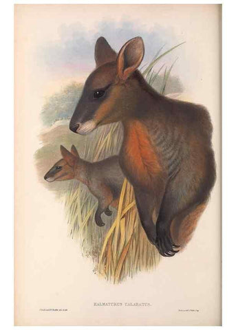 Reproducción/Reproduction 36559159040: The mammals of Australia.. London,Printed by Taylor and Francis, pub. by the author,1863.