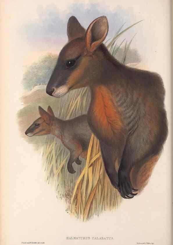 Reproducción/Reproduction 36559159040: The mammals of Australia.. London,Printed by Taylor and Francis, pub. by the author,1863.