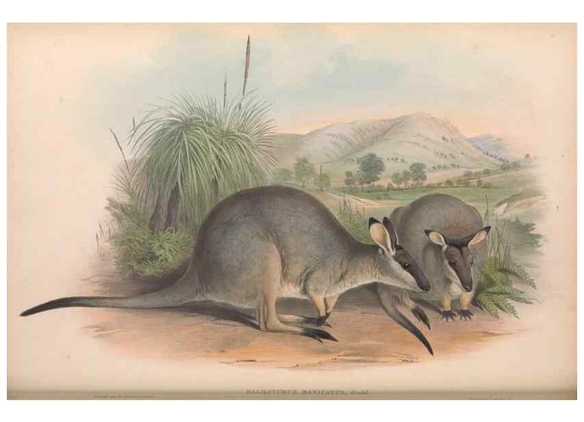 Reproducción/Reproduction 36559156420: The mammals of Australia.. London,Printed by Taylor and Francis, pub. by the author,1863.