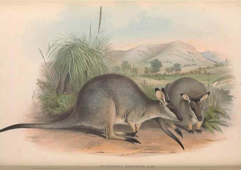 Reproducción/Reproduction 36559156420: The mammals of Australia.. London,Printed by Taylor and Francis, pub. by the author,1863.