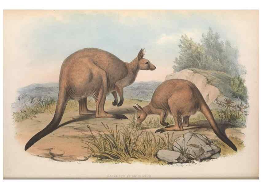 Reproducción/Reproduction 36147036933: The mammals of Australia.. London,Printed by Taylor and Francis, pub. by the author,1863.