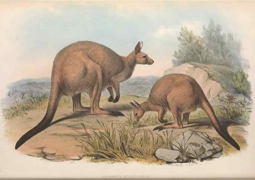 Reproducción/Reproduction 36147036933: The mammals of Australia.. London,Printed by Taylor and Francis, pub. by the author,1863.