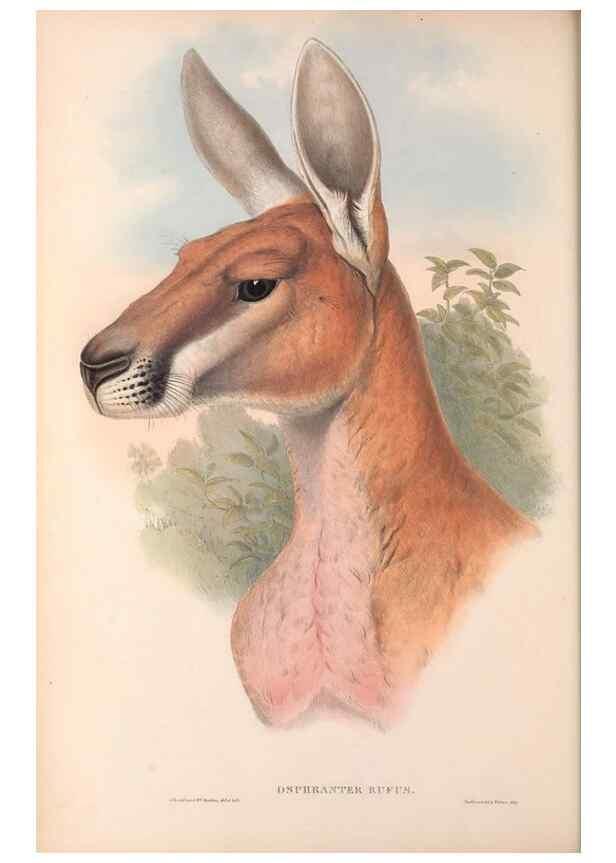 Reproducción/Reproduction 36955458215: The mammals of Australia.. London,Printed by Taylor and Francis, pub. by the author,1863.