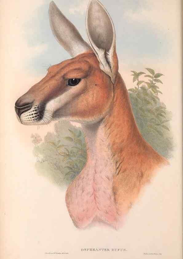 Reproducción/Reproduction 36955458215: The mammals of Australia.. London,Printed by Taylor and Francis, pub. by the author,1863.