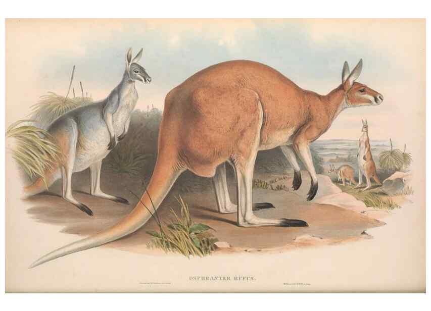 Reproducción/Reproduction 36955460165: The mammals of Australia.. London,Printed by Taylor and Francis, pub. by the author,1863.