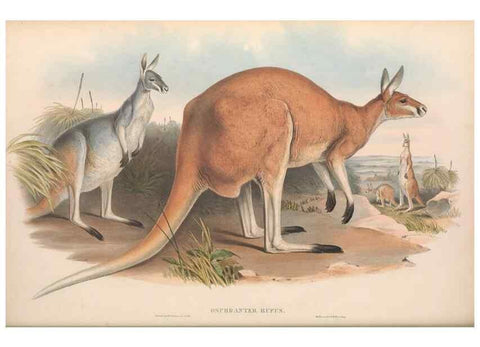 Reproducción/Reproduction 36955460165: The mammals of Australia.. London,Printed by Taylor and Francis, pub. by the author,1863.