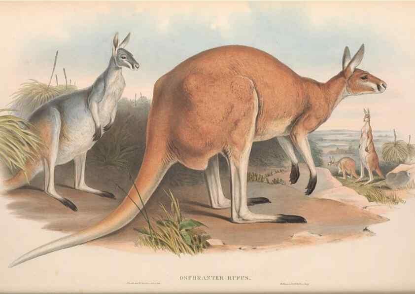 Reproducción/Reproduction 36955460165: The mammals of Australia.. London,Printed by Taylor and Francis, pub. by the author,1863.
