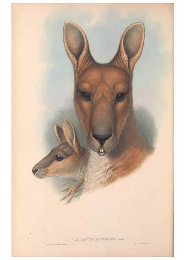 Reproducción/Reproduction 36955462065: The mammals of Australia.. London,Printed by Taylor and Francis, pub. by the author,1863.