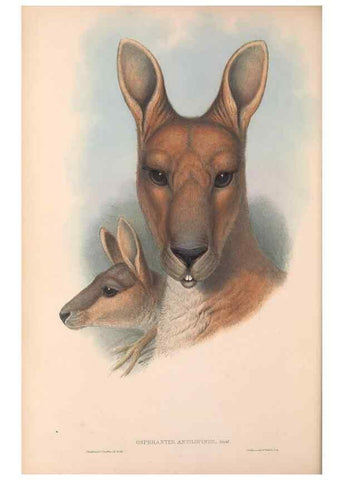 Reproducción/Reproduction 36955462065: The mammals of Australia.. London,Printed by Taylor and Francis, pub. by the author,1863.