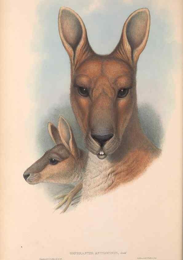 Reproducción/Reproduction 36955462065: The mammals of Australia.. London,Printed by Taylor and Francis, pub. by the author,1863.