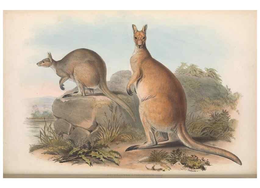 Reproducción/Reproduction 36955463925: The mammals of Australia.. London,Printed by Taylor and Francis, pub. by the author,1863.