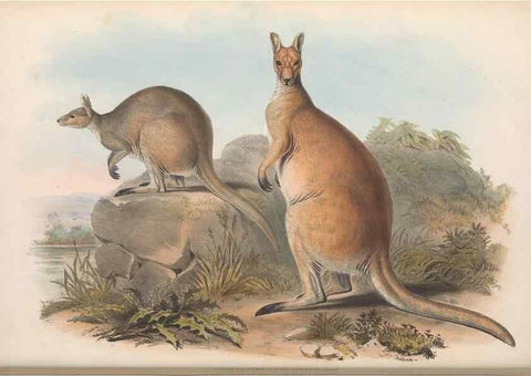 Reproducción/Reproduction 36955463925: The mammals of Australia.. London,Printed by Taylor and Francis, pub. by the author,1863.