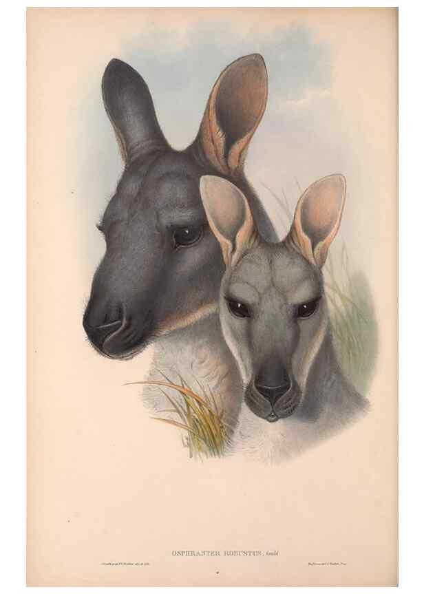 Reproducción/Reproduction 36784270402: The mammals of Australia.. London,Printed by Taylor and Francis, pub. by the author,1863.