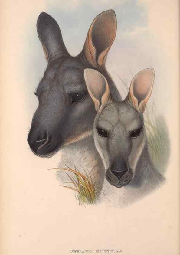 Reproducción/Reproduction 36784270402: The mammals of Australia.. London,Printed by Taylor and Francis, pub. by the author,1863.