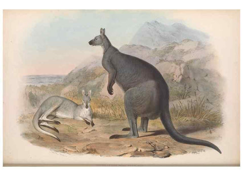 Reproducción/Reproduction 36784271932: The mammals of Australia.. London,Printed by Taylor and Francis, pub. by the author,1863.