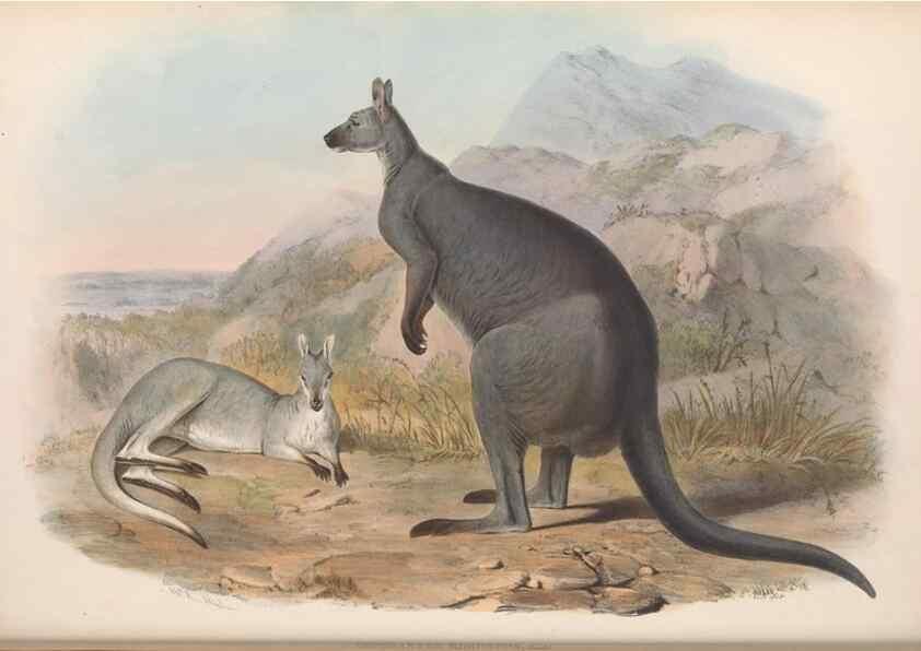 Reproducción/Reproduction 36784271932: The mammals of Australia.. London,Printed by Taylor and Francis, pub. by the author,1863.