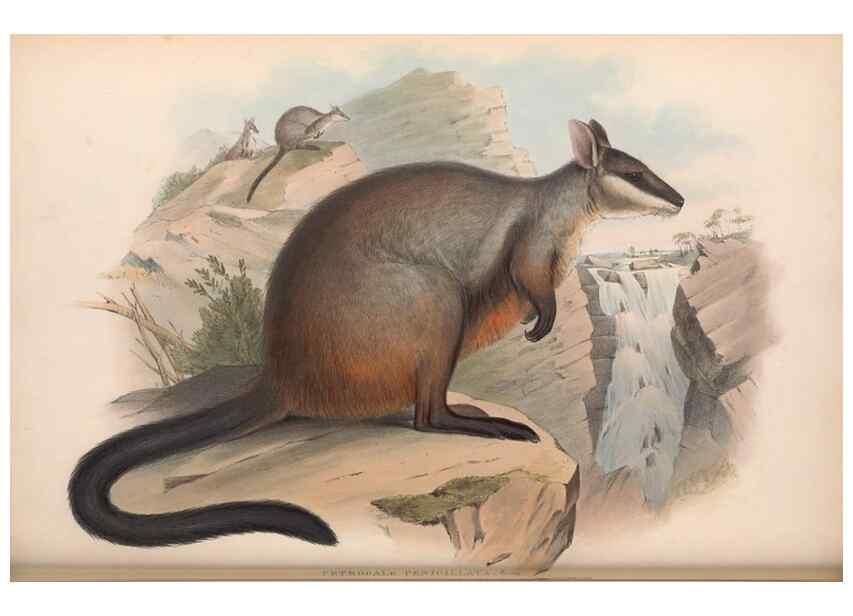 Reproducción/Reproduction 36784309922: The mammals of Australia.. London,Printed by Taylor and Francis, pub. by the author,1863.