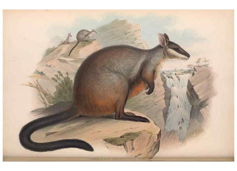 Reproducción/Reproduction 36784309922: The mammals of Australia.. London,Printed by Taylor and Francis, pub. by the author,1863.