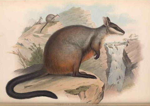 Reproducción/Reproduction 36784309922: The mammals of Australia.. London,Printed by Taylor and Francis, pub. by the author,1863.