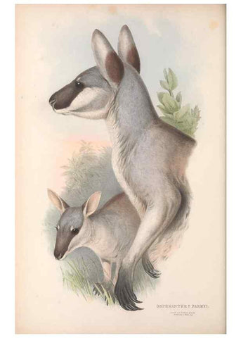 Reproducción/Reproduction 36955469525: The mammals of Australia.. London,Printed by Taylor and Francis, pub. by the author,1863.