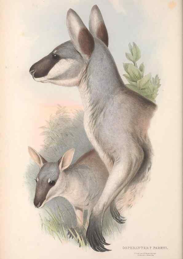 Reproducción/Reproduction 36955469525: The mammals of Australia.. London,Printed by Taylor and Francis, pub. by the author,1863.