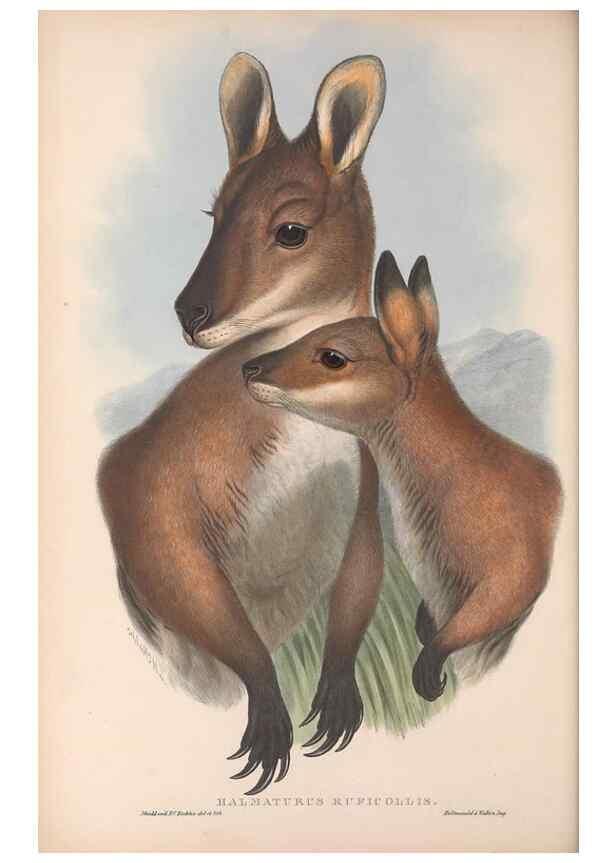 Reproducción/Reproduction 36815775781: The mammals of Australia.. London,Printed by Taylor and Francis, pub. by the author,1863.