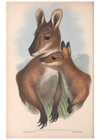 Reproducción/Reproduction 36815775781: The mammals of Australia.. London,Printed by Taylor and Francis, pub. by the author,1863.