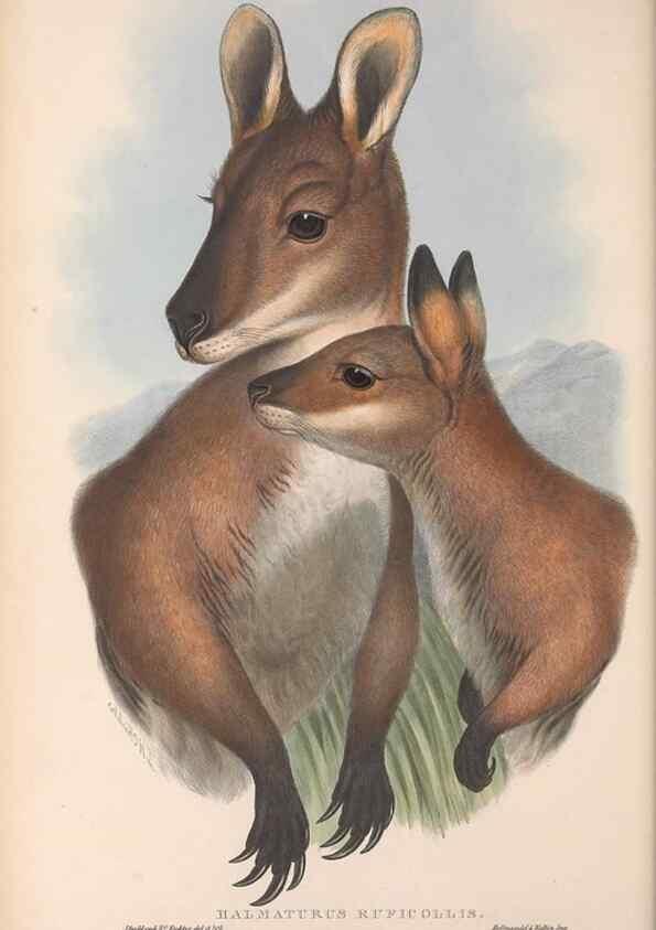 Reproducción/Reproduction 36815775781: The mammals of Australia.. London,Printed by Taylor and Francis, pub. by the author,1863.