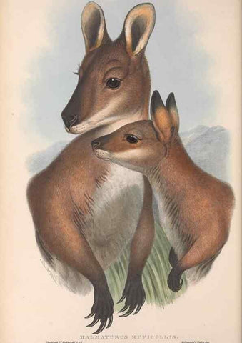 Reproducción/Reproduction 36815775781: The mammals of Australia.. London,Printed by Taylor and Francis, pub. by the author,1863.