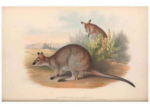 Reproducción/Reproduction 36815777341: The mammals of Australia.. London,Printed by Taylor and Francis, pub. by the author,1863.