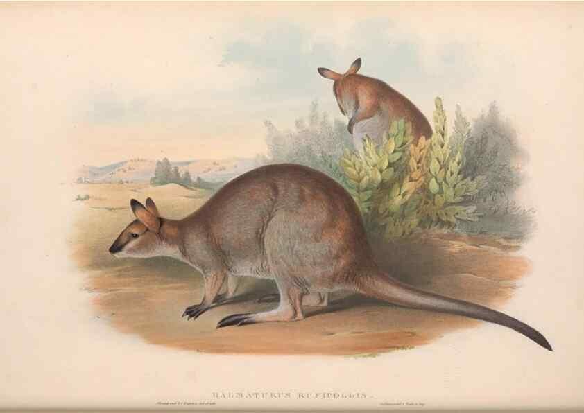 Reproducción/Reproduction 36815777341: The mammals of Australia.. London,Printed by Taylor and Francis, pub. by the author,1863.