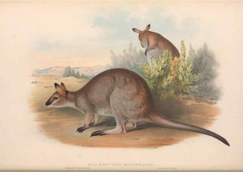 Reproducción/Reproduction 36815777341: The mammals of Australia.. London,Printed by Taylor and Francis, pub. by the author,1863.