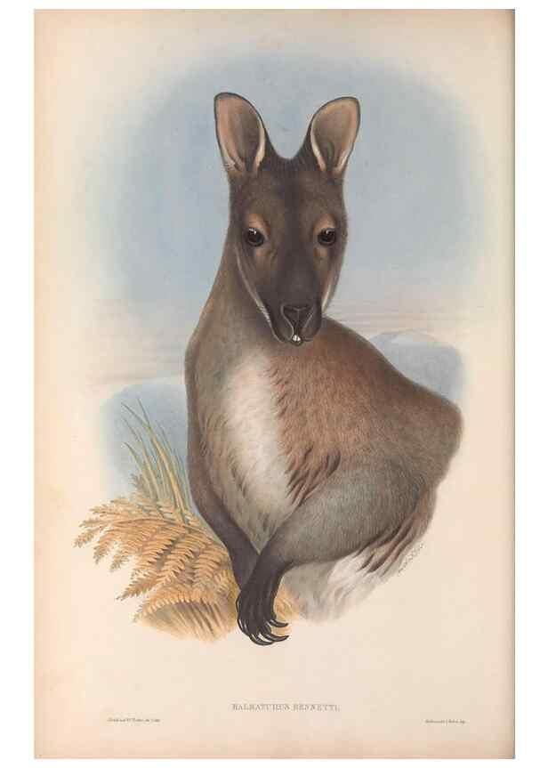 Reproducción/Reproduction 36815779001: The mammals of Australia.. London,Printed by Taylor and Francis, pub. by the author,1863.