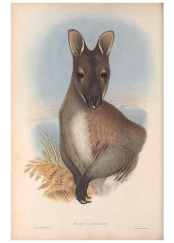 Reproducción/Reproduction 36815779001: The mammals of Australia.. London,Printed by Taylor and Francis, pub. by the author,1863.