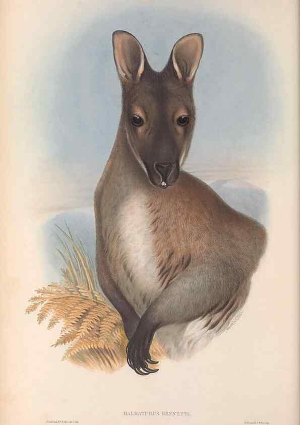 Reproducción/Reproduction 36815779001: The mammals of Australia.. London,Printed by Taylor and Francis, pub. by the author,1863.